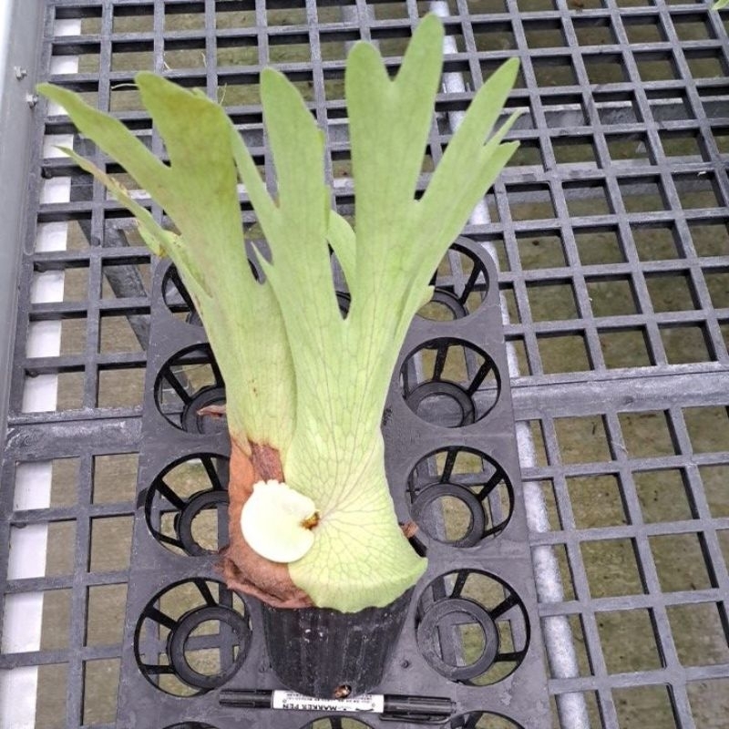 原生種 巨獸鹿角蕨 Platycerium grande 3.5吋