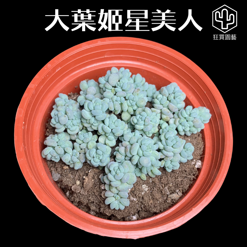 [狂買園藝] 多肉植物 大葉姬星美人 3寸盆 /景天科/仙人掌/送禮小物/婚禮小物