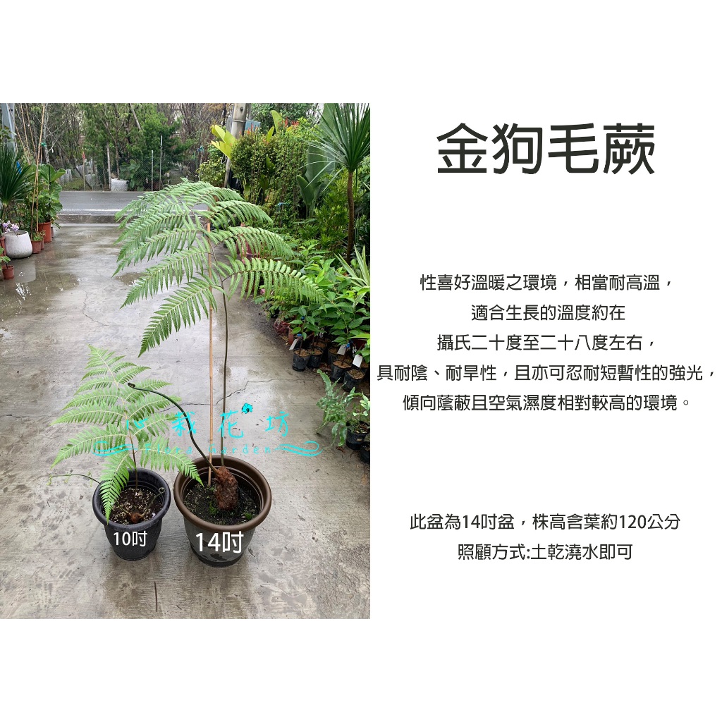 心栽花坊-金狗毛蕨/金狗毛/14吋盆/綠化植物/室內植物/觀葉植物/蕨類/售價1500特價1200