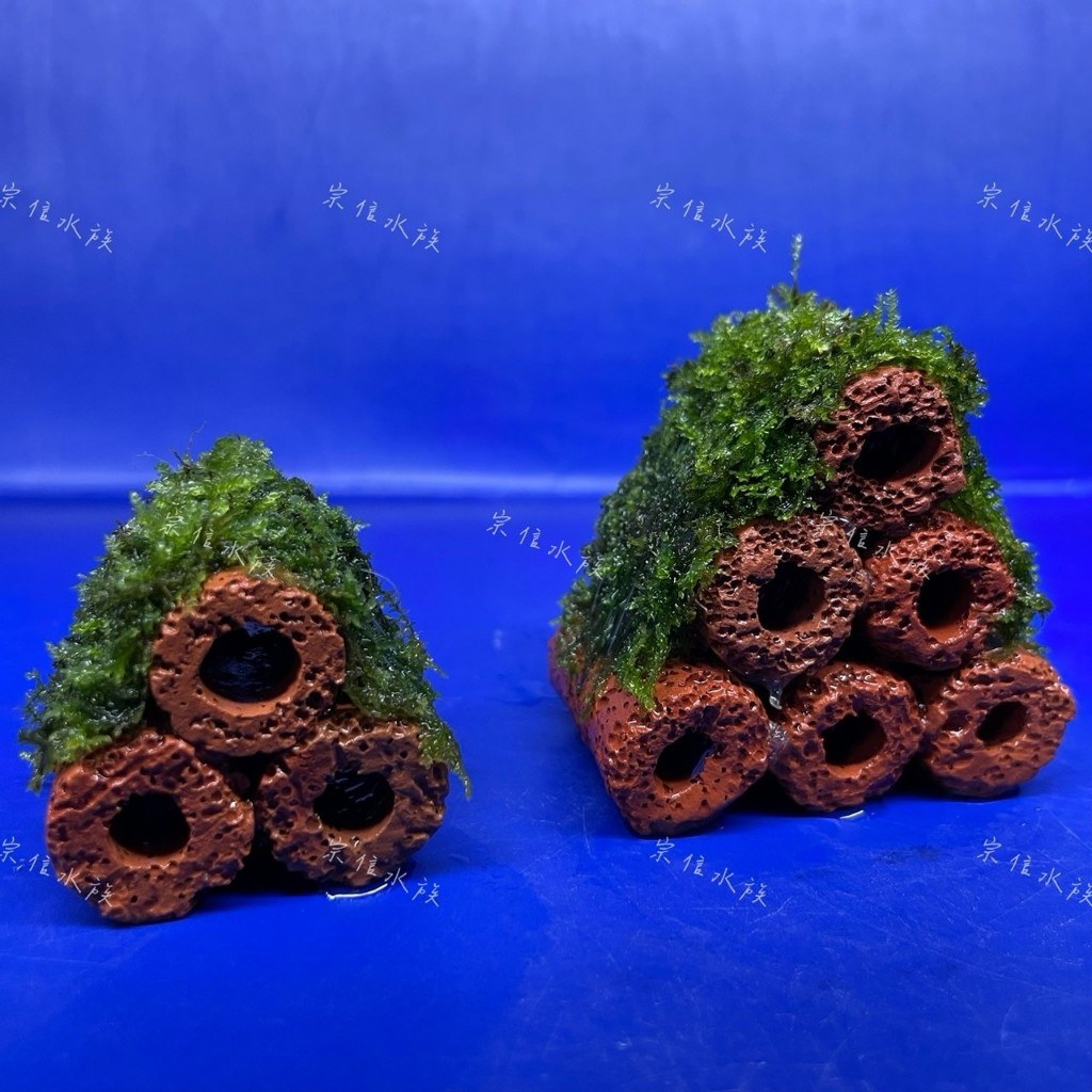 宗信水族-三角莫斯紅陶瓷環蝦屋(三孔、六孔) 水草造景 造景裝飾品 三角莫斯水草 好種植