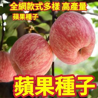 🍎🍎【蘋果種子】多款蘋果種子 冰糖心蘋果種子 紅肉蘋果種子 紅富士蘋果種子 四季播種水果種子 陽台庭院盆栽種