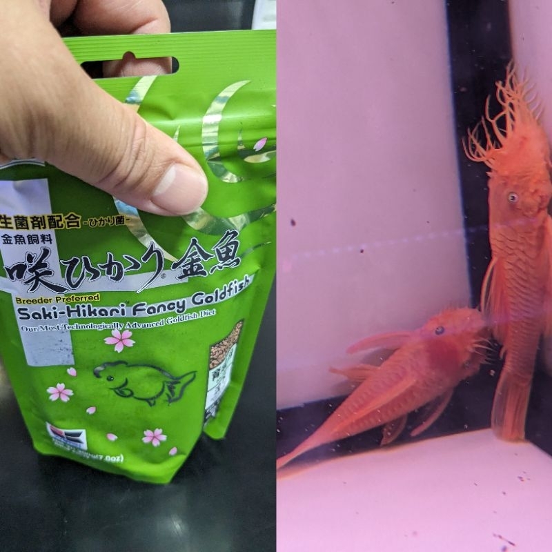 多魚水族&amp; 藍眼.24k鬍子大公魚 專用飼料（1g200元）