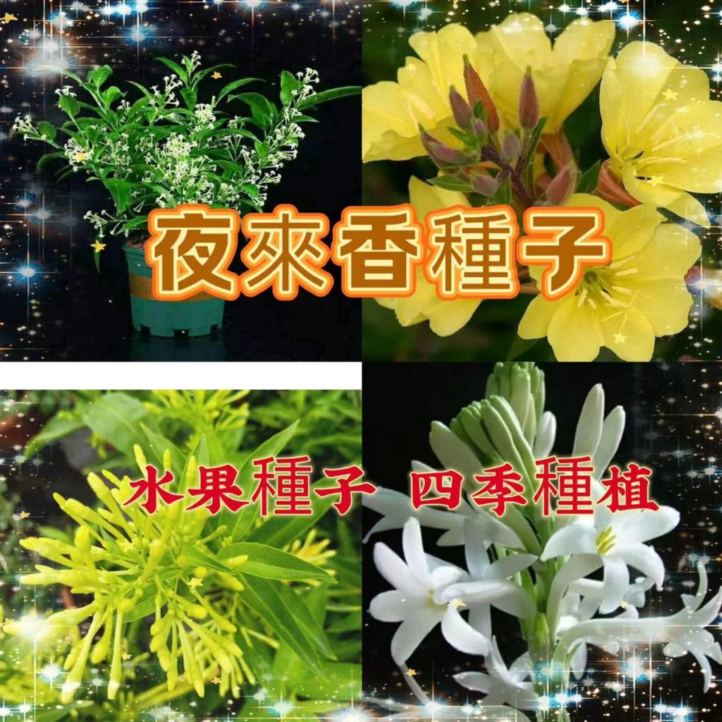 【買多贈多】夜來香種子 月見草種子 驅蚊蟲植物 濃香型花卉室內外凈化空氣 驅蚊草 觀賞花卉種子 四季常青 植物盆栽