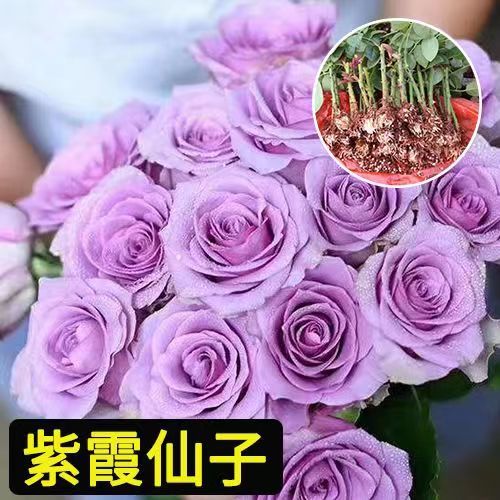 💯正品【玫瑰花種子】玫瑰花種子 玫瑰花小苗 單頭玫瑰花種苗 愛情之花熱戀玫瑰 荔枝玫瑰花 花園小院陽台露台種植花卉種子