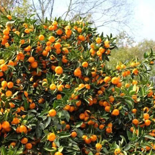 🌱當年新種子 沙糖橘種子 四季金桔 盆栽地栽果樹種子 橘子 桔子 種子 沃柑種子 粑粑柑種子 蘆柑種子 水果種子