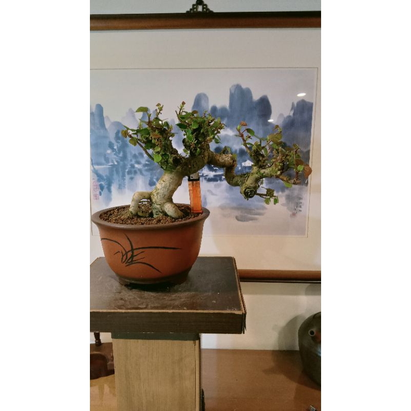 571G#-藏家釋出20幾年樹齡八方根盤老「紅骨黃槿」極品盆栽