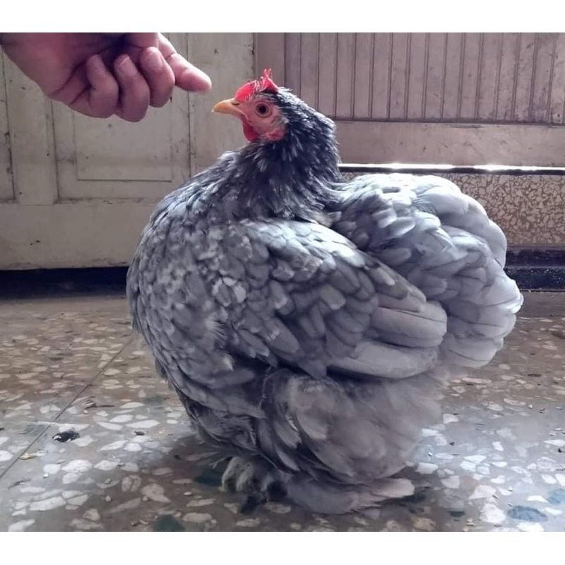 【科欽球雞】受精蛋 種蛋 高敷化率 比利時科欽球雞 小型雞 寵物雞 親人 好飼養