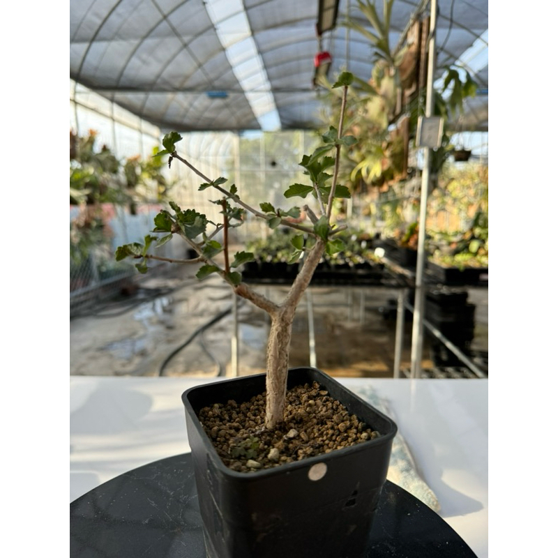 實生 懷特沒藥！圖片為販售植株實拍 植於四寸盆 照片於240327更新