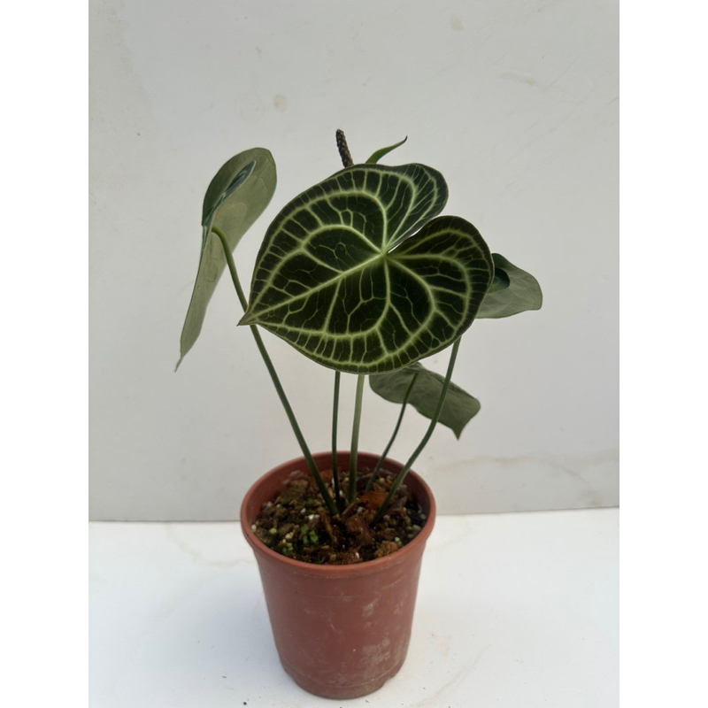 明脈花燭/圓葉花燭（特殊密脈）Anthurium clarinervium