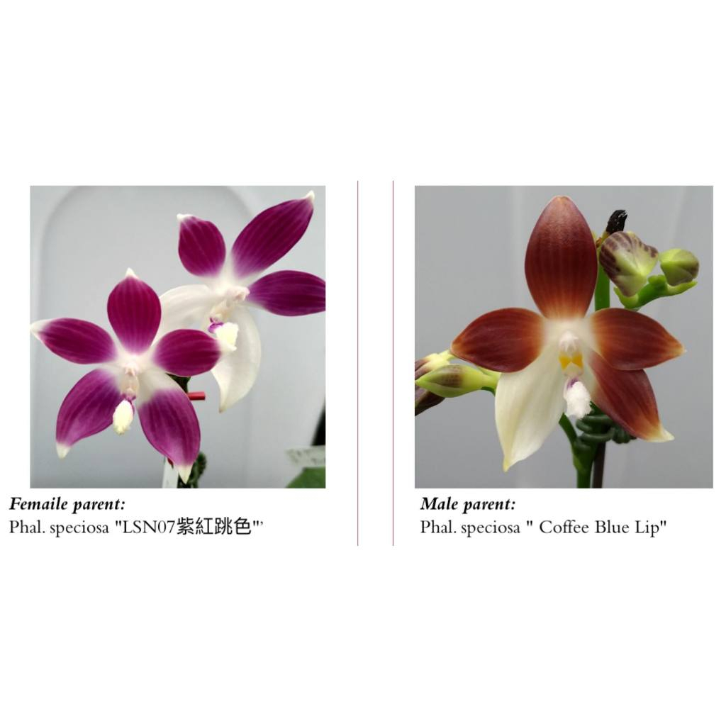 原生種蝴蝶蘭 Phal. speciosa 精選親本 "  咖啡藍唇 X 深紫紅 "  售實生苗，開花照為親本照
