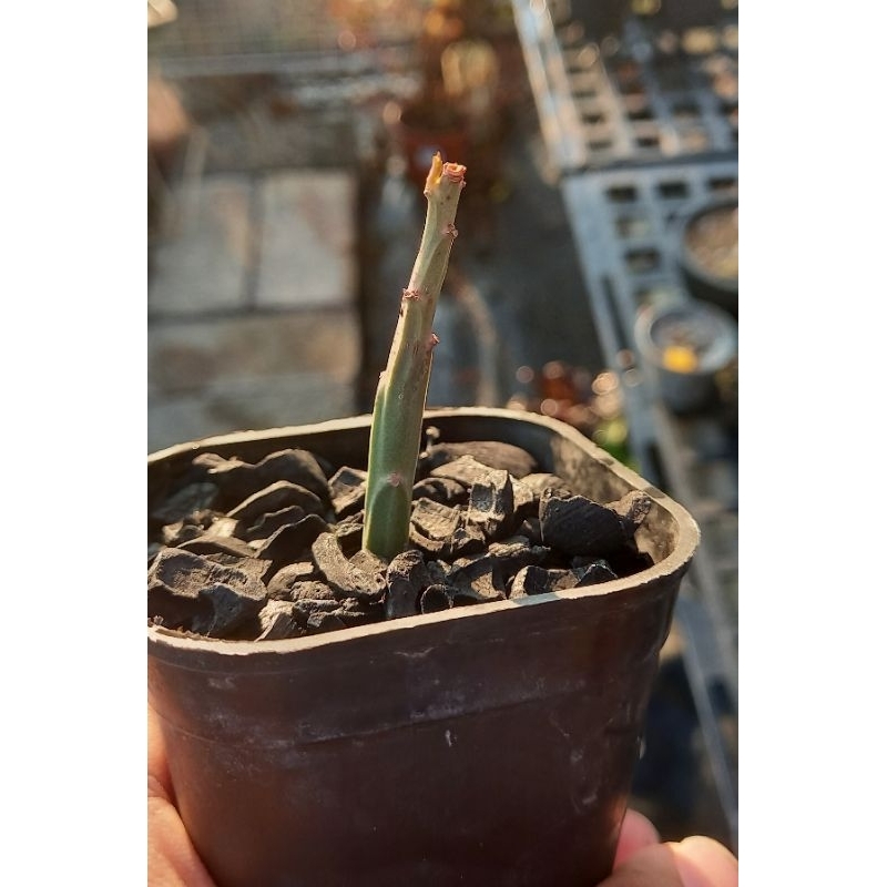《多Root肉》大戟科-Euphorbia pteroneura|iPlant 破魔之弓 多肉植物 稀有