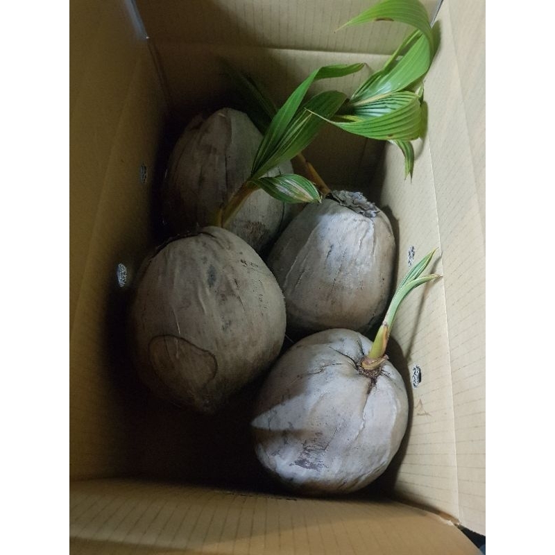 12棵椰子苗 需裝3箱 共3件運費（1200+390=1590）