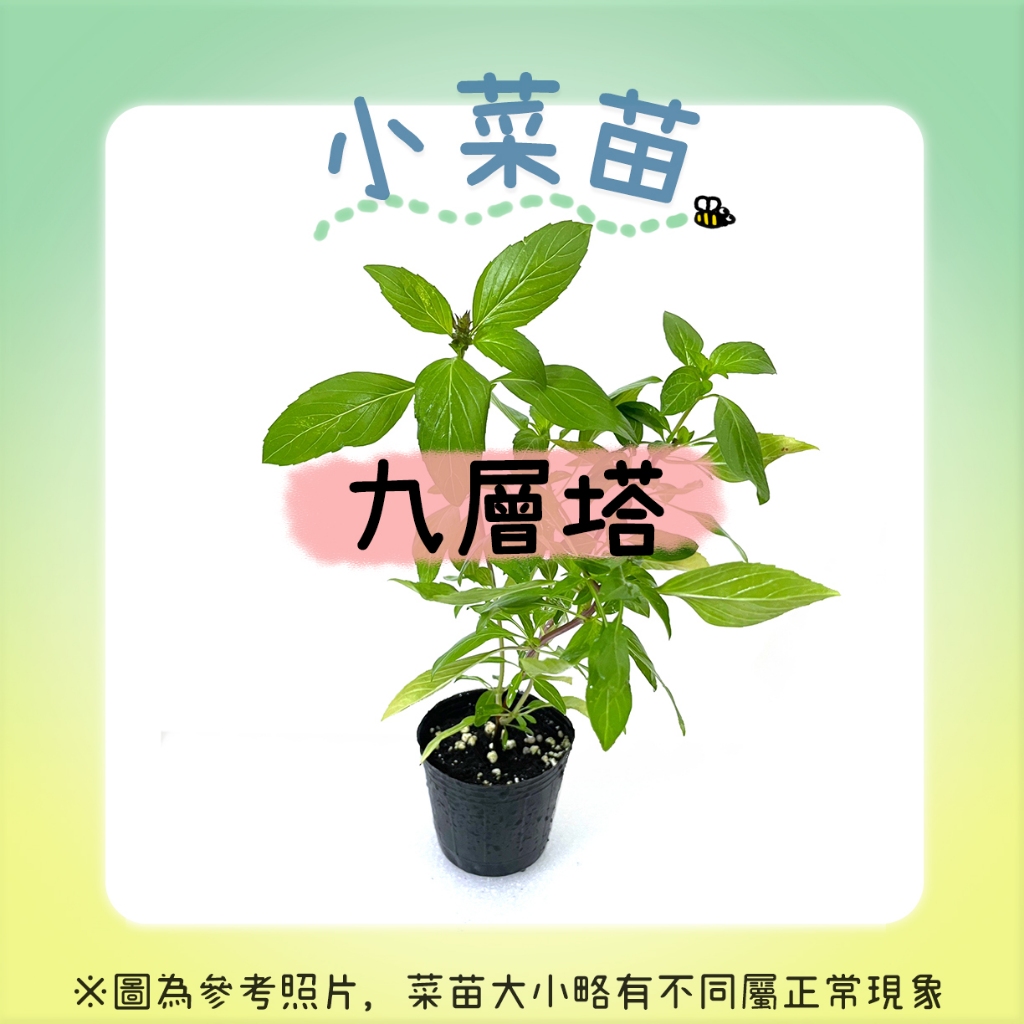 九層塔 紅骨九層塔苗 Basil, herbs, sprouts &amp; shoots