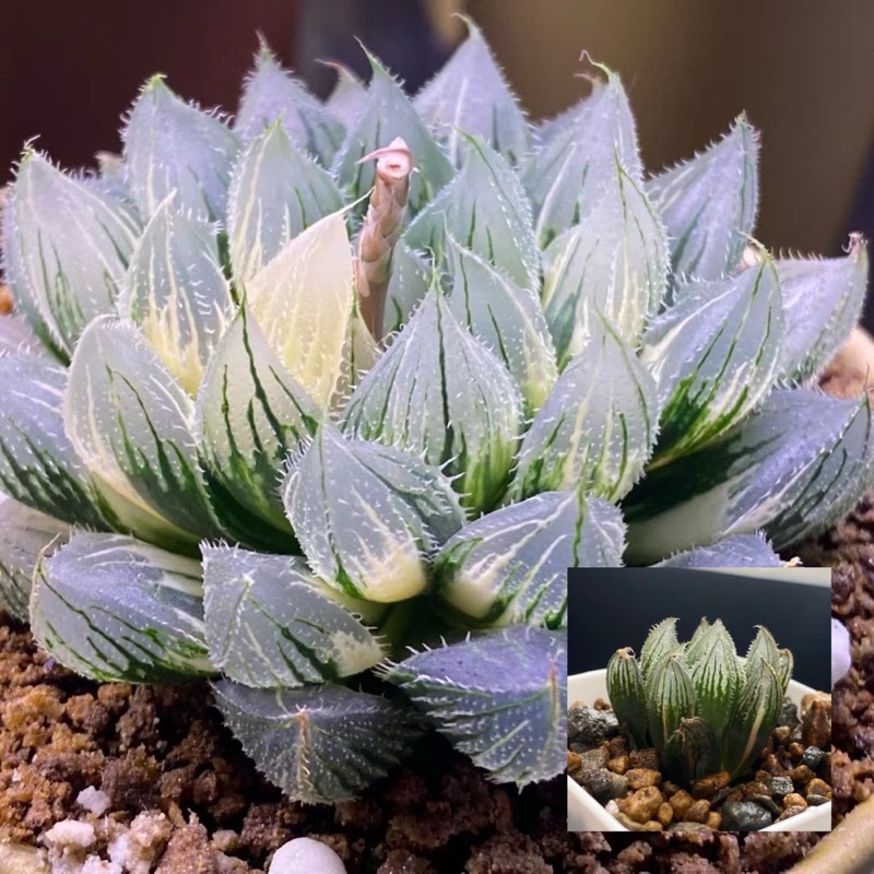 Haworthia  ハオルチア  百合科 多肉植物 玉露錦 ｜毛玉露錦