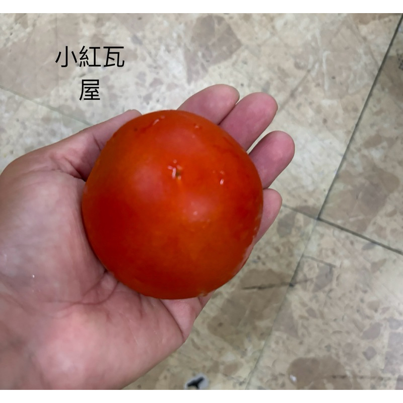 小紅瓦屋.大型圓蕃茄牛蕃茄種子30粒10元（水果種子）