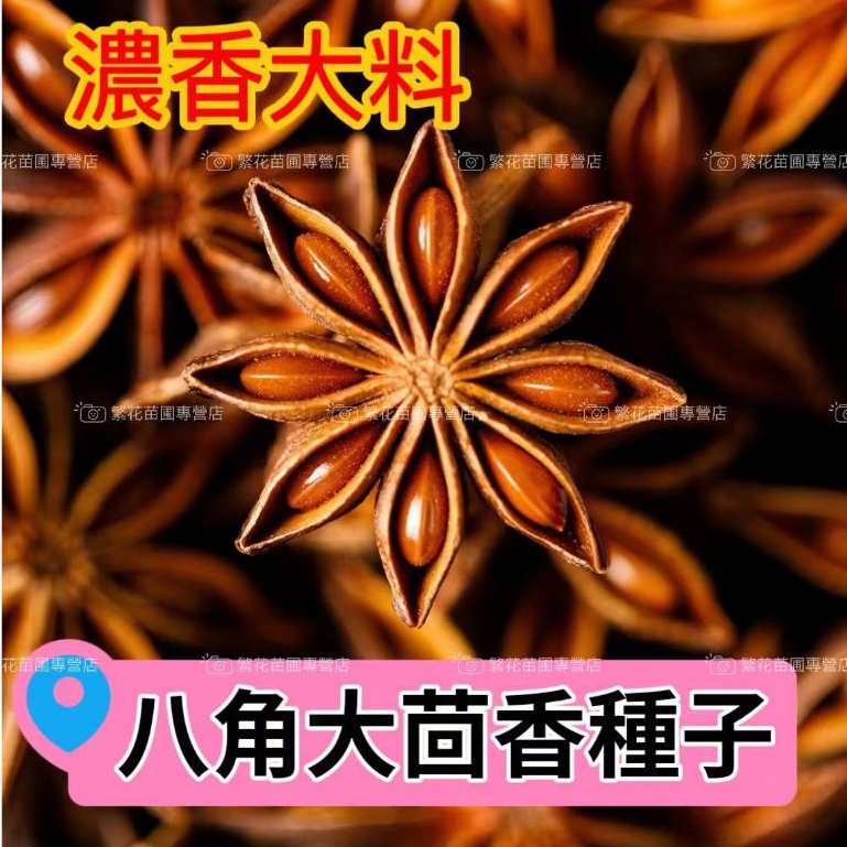 💥💥【八角香料種子】大茴香種子 八角樹種子 濃香大料種子 食物增香 高產八角茴香樹種子 新手易種植 年年採收 多年生植物