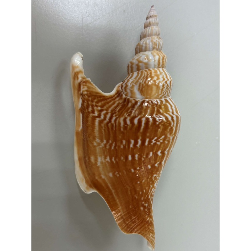 [大象貝殼屋] 金斧鳳凰螺 貝殼 (約11公分長) 魚缸裝飾 水族箱裝飾