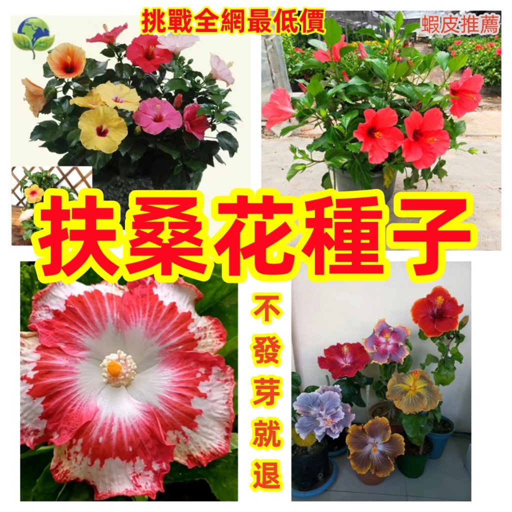 💥💥【免運大熱銷】扶桑花種子 芙蓉花種子 四季長青盆栽  芙蓉花種子硃瑾花卉種子植物種子花期長現代簡約陽臺