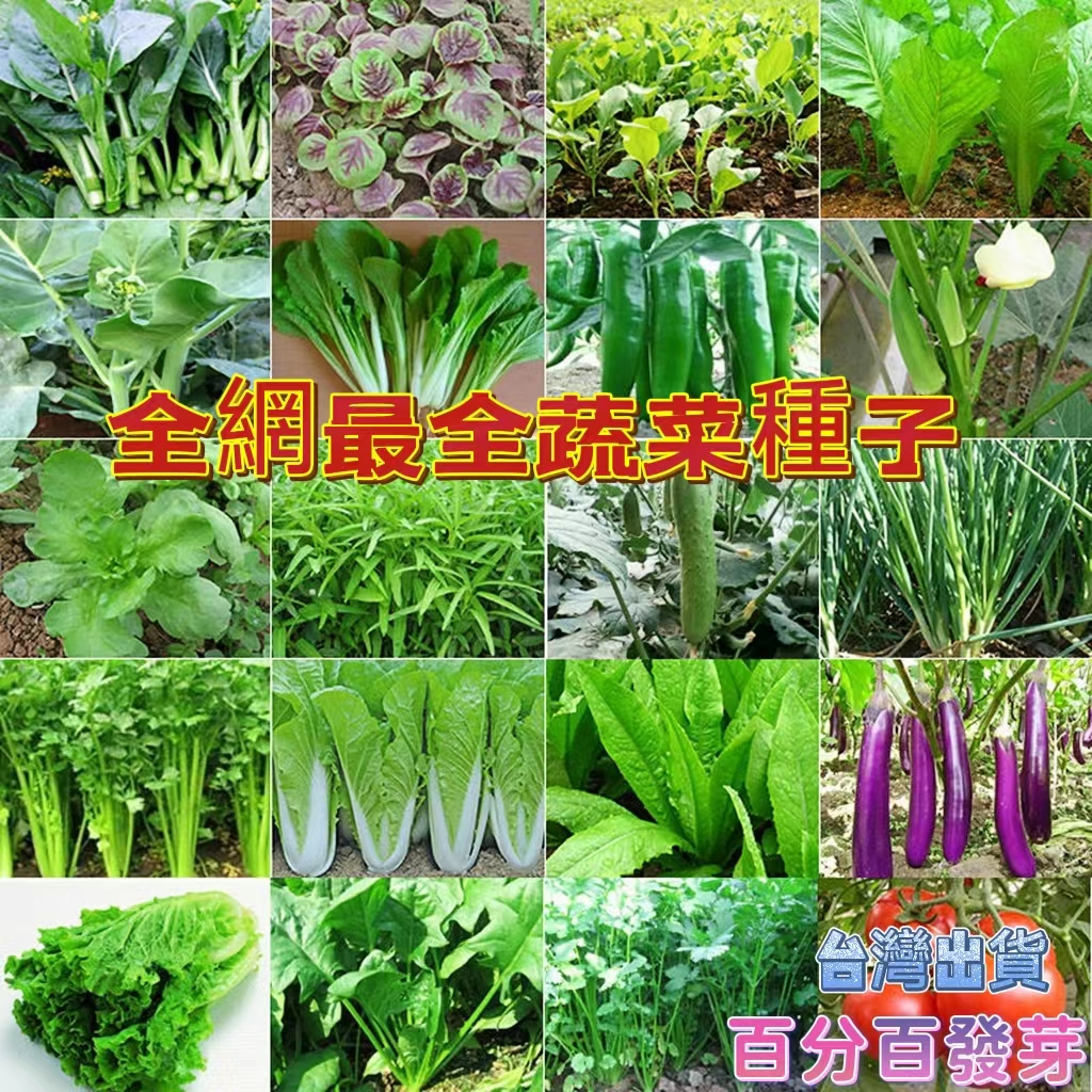 🍓【免運大熱銷】全網最全蔬菜種子 小白菜種子 生菜 上海青 番茄 茄子 烏塌菜 蒜苗 韭菜 茼蒿 菠菜 小香蔥種子 盆栽