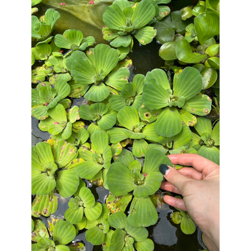 🌳水芙蓉 芙蓉 水生植物 大薸 大萍 淨化水質 生態缸 絕對綠手指