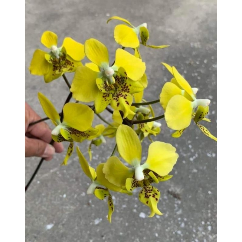 Phal stuartiana yellow/分身苗/容易栽培的原生蝴蝶蘭/2.5吋濃黃