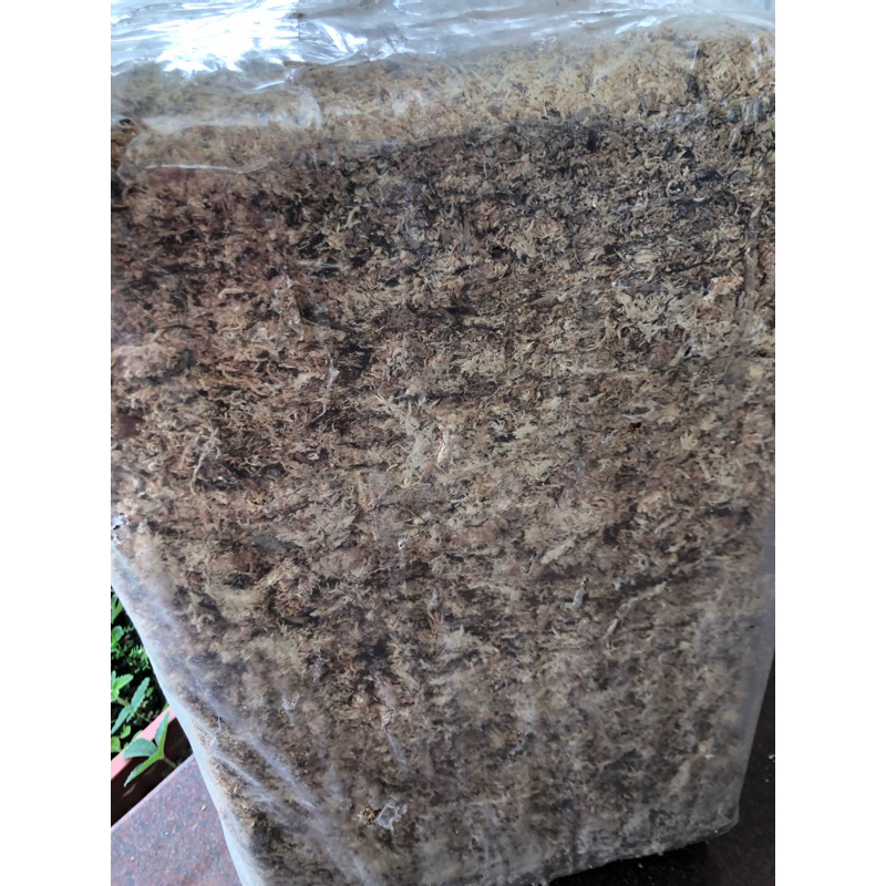 全新分裝 / 智利水苔 500g 塑膠袋裝