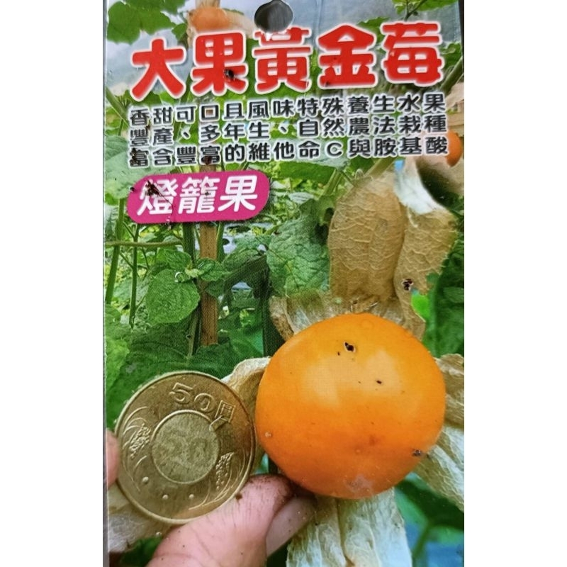 東大興農場 黃金莓 大果燈籠果 3吋袋苗 觀果植物