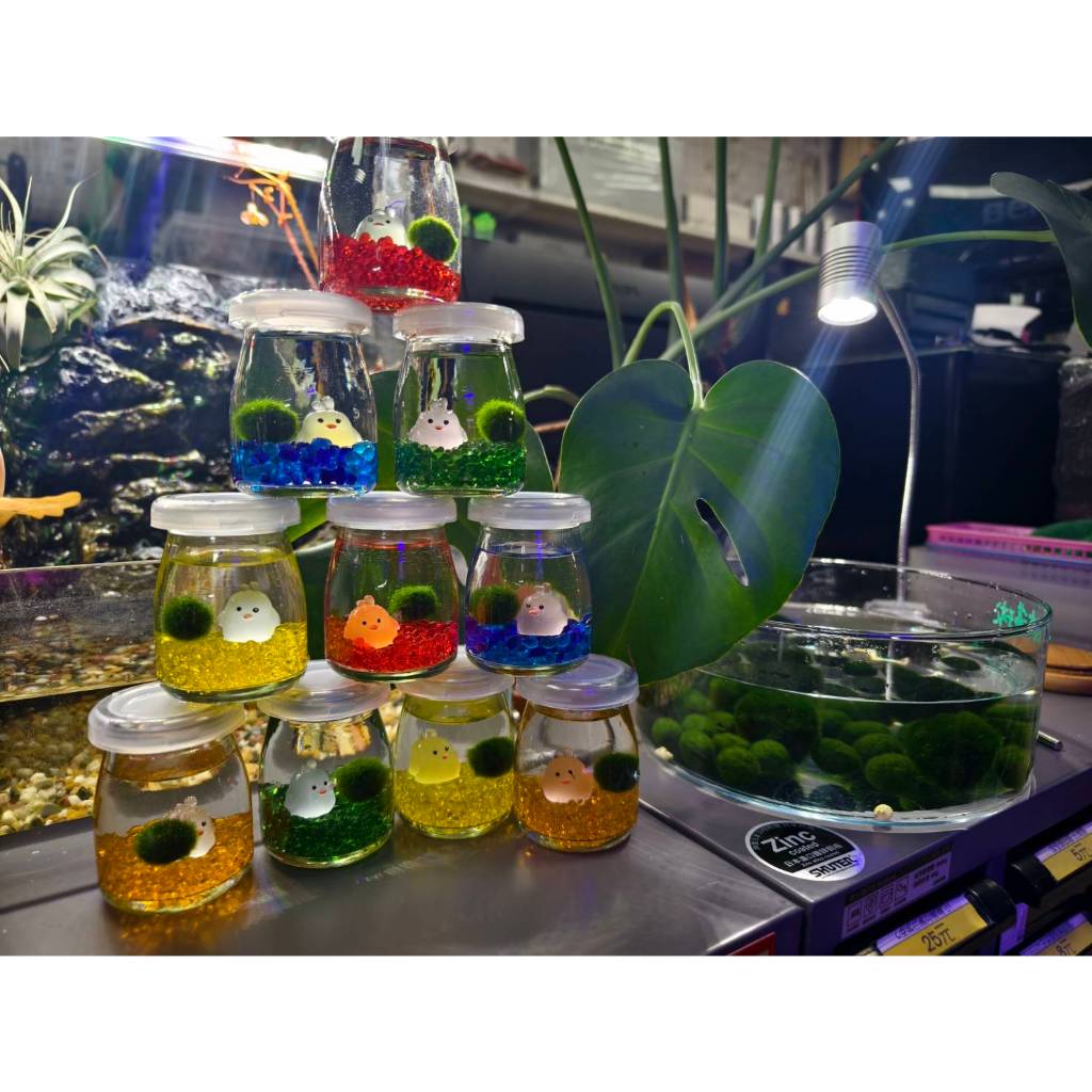 ▶青森水族◀小雞藻球布丁杯 藻球 桌上裝飾 辦公室小物 療育藻球 彩色小雞【顏色隨機出】