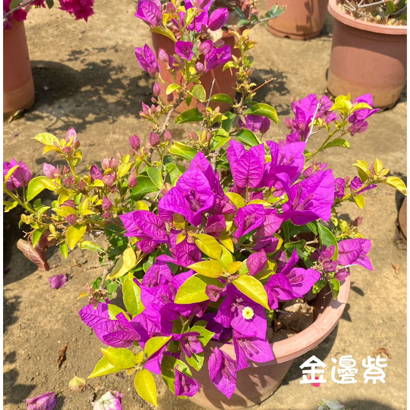 九重葛 ❤️ 金葉紫