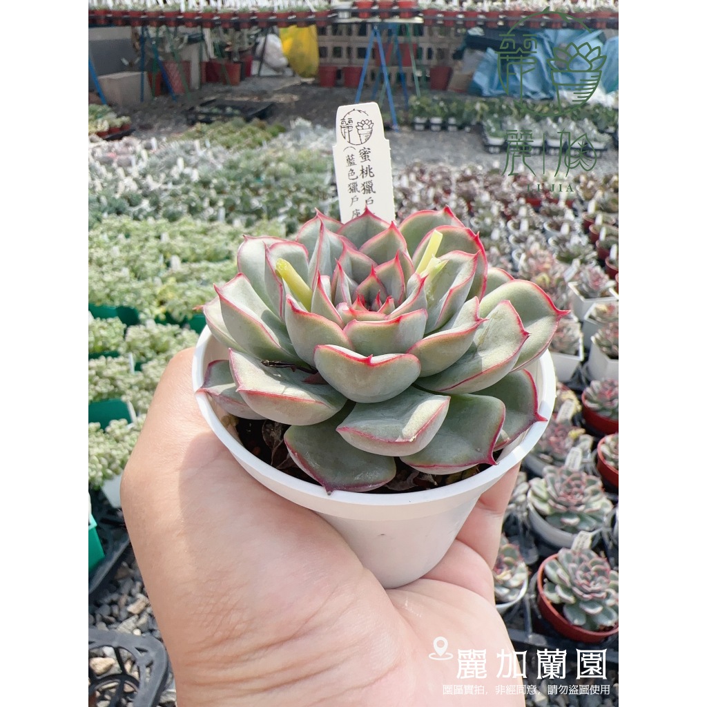 麗加-蜜桃獵戶座(藍色獵戶座) 多肉植物 熱門 熱賣品項 顯色時超美螢光紅邊!