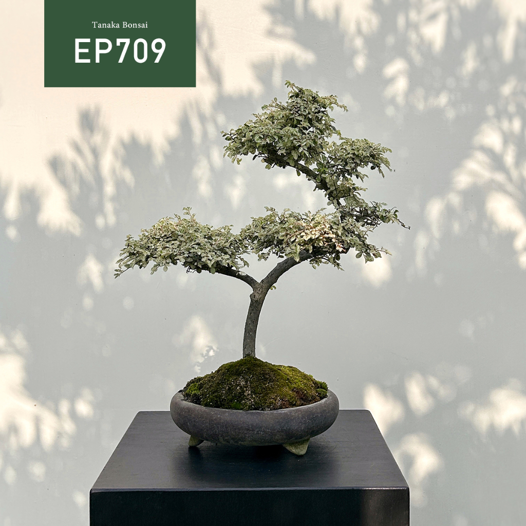 【Tanaka Bonsai】EP709  斑葉榆樹盆景｜雜木盆栽