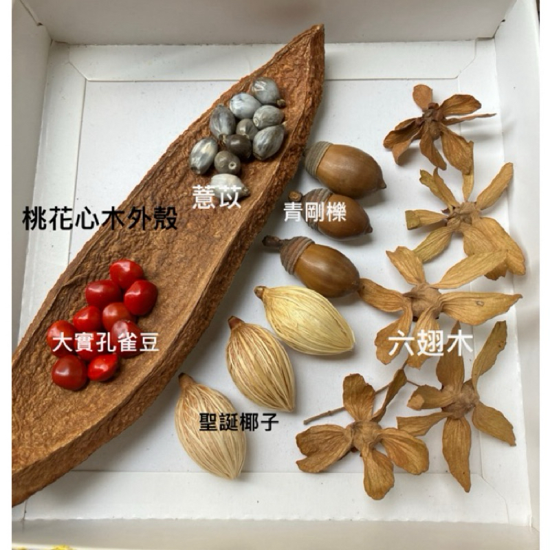 乾燥綜合種子/自然風飾品/手作材料/大葉桃花心木/無患子/楓香/橡實/相思豆/水黃皮/狐尾櫚/錫蘭橄欖