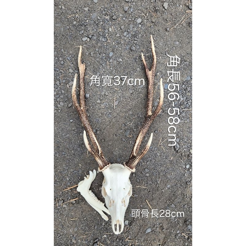 🦌🦌🦌(鹿角專賣店)台灣梅花鹿 大型公鹿頭骨骼標本