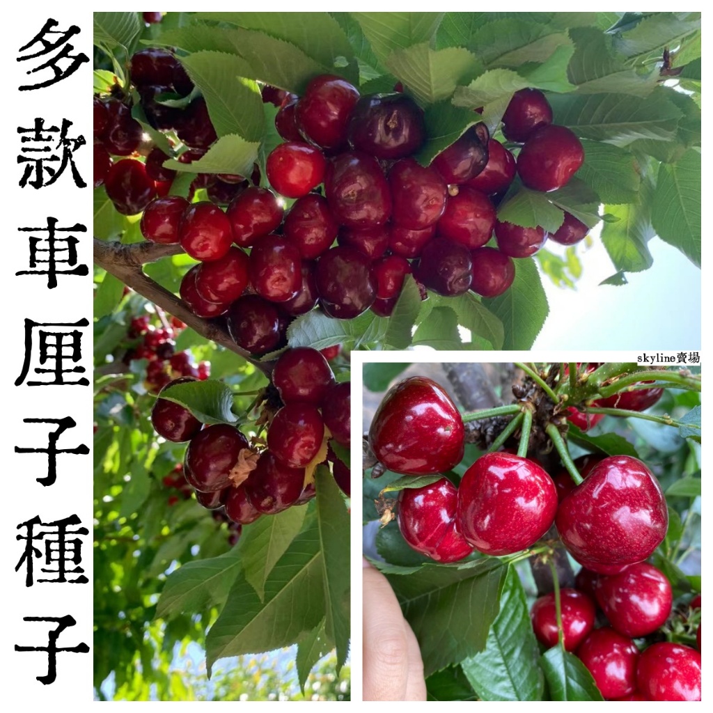 🌱（多款車厘子種子） 櫻桃種子 果大超甜 今年播種明年結果 口感極佳 水果盆栽植物種子