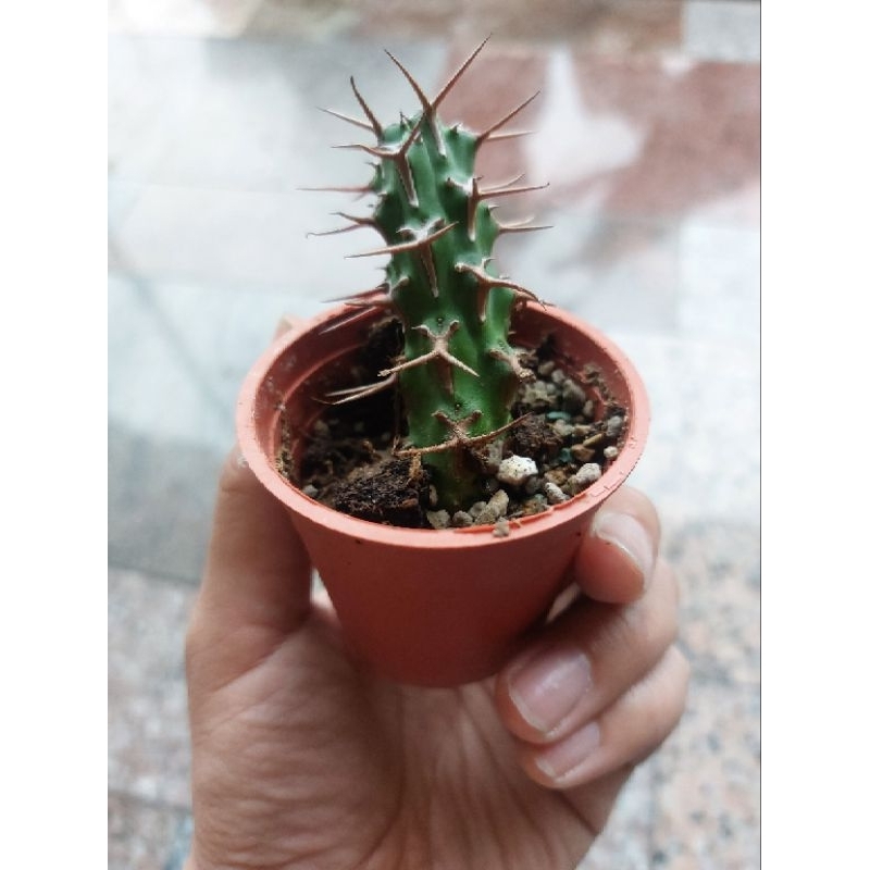 白蠶大戟（大戟科植物🌵🌵🌵）