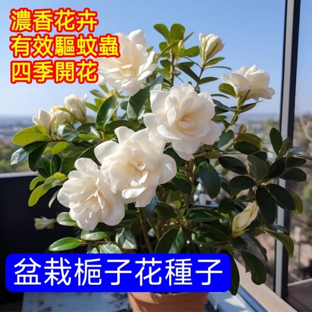 🍁💥【蝦皮日銷】【盆栽梔子花】濃香型梔子花（種子）特價 驅蚊蟲梔子花種子 多品種 黃綠粉白 重瓣 梔 子 花 香濃鬱 發