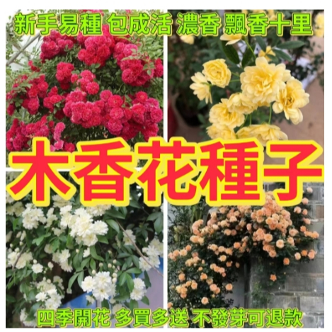 🔥木香花種子🔥精選七里香花卉種子 爬藤植物 木薔薇花卉 耐寒驅蚊爬藤高手黃木香種子 庭院爬藤綠植 濃香花