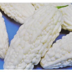 現貨 苦瓜 ~Balsam Pear 種子 蔬果 家庭園藝 農友 花園城堡