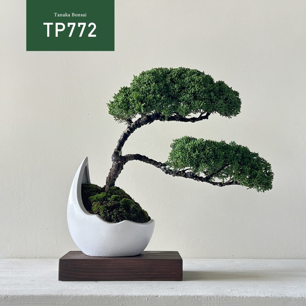 【Tanaka Bonsai】TP772 紀州真柏/鐵柏盆景（不含木墊片）｜松柏盆栽