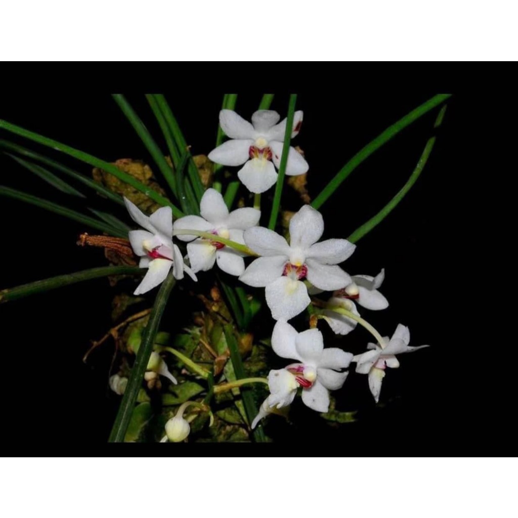 噢葉design "Holcoglossum rupestre 滇西槽舌蘭 " 蘭花、塊根植物、圓葉花燭、蔓綠絨、鹿角蕨