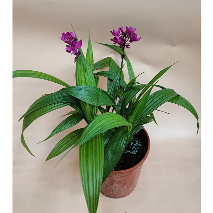 ✽ 邦妮的後花園 ✽ 紫蘭 / 紫苞舌蘭 5吋盆