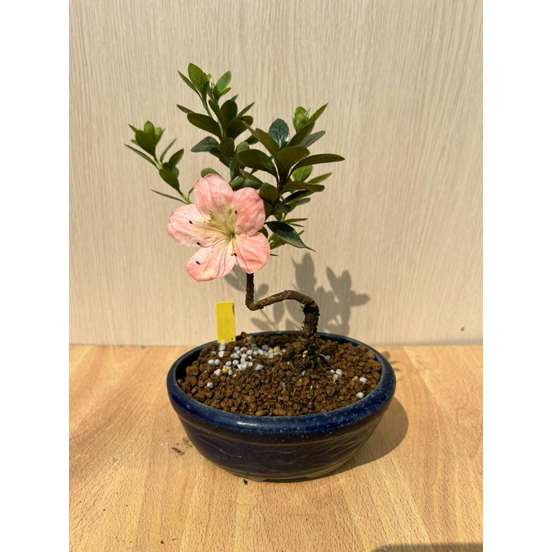 《夢花火》盆景-日本皋月杜鵑品種名（朝櫻）小品盆栽/植栽