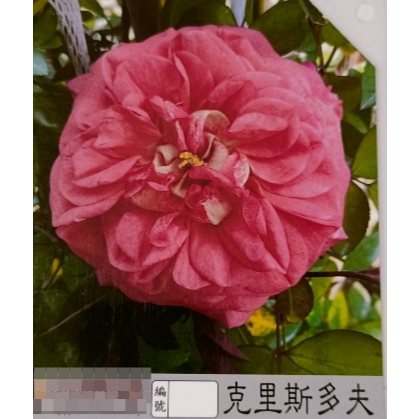 花田厝_玫瑰苗--克里斯多夫-- 3.5吋黑軟盆 桃粉紅色  強香 蔓性