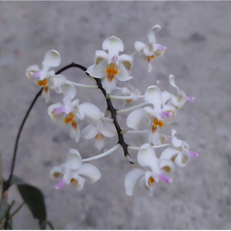 【芃程蘭舍】Phal. celebensis 蘇拉維西蝴蝶蘭 1.5吋 實生小苗