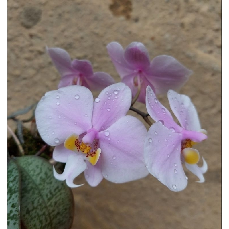 phal schilleriana x philippinensis 西蕾麗x菲律賓蝴蝶蘭/實生苗/1.7吋