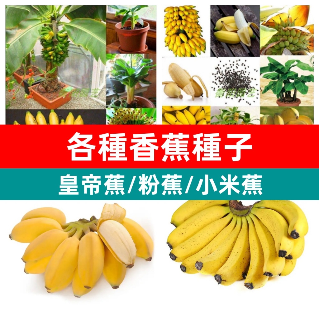 🍌超多款稀有香蕉種子 四季種植蘋果蕉矮生香蕉樹粉蕉小米蕉皇帝蕉水果種子新手好種