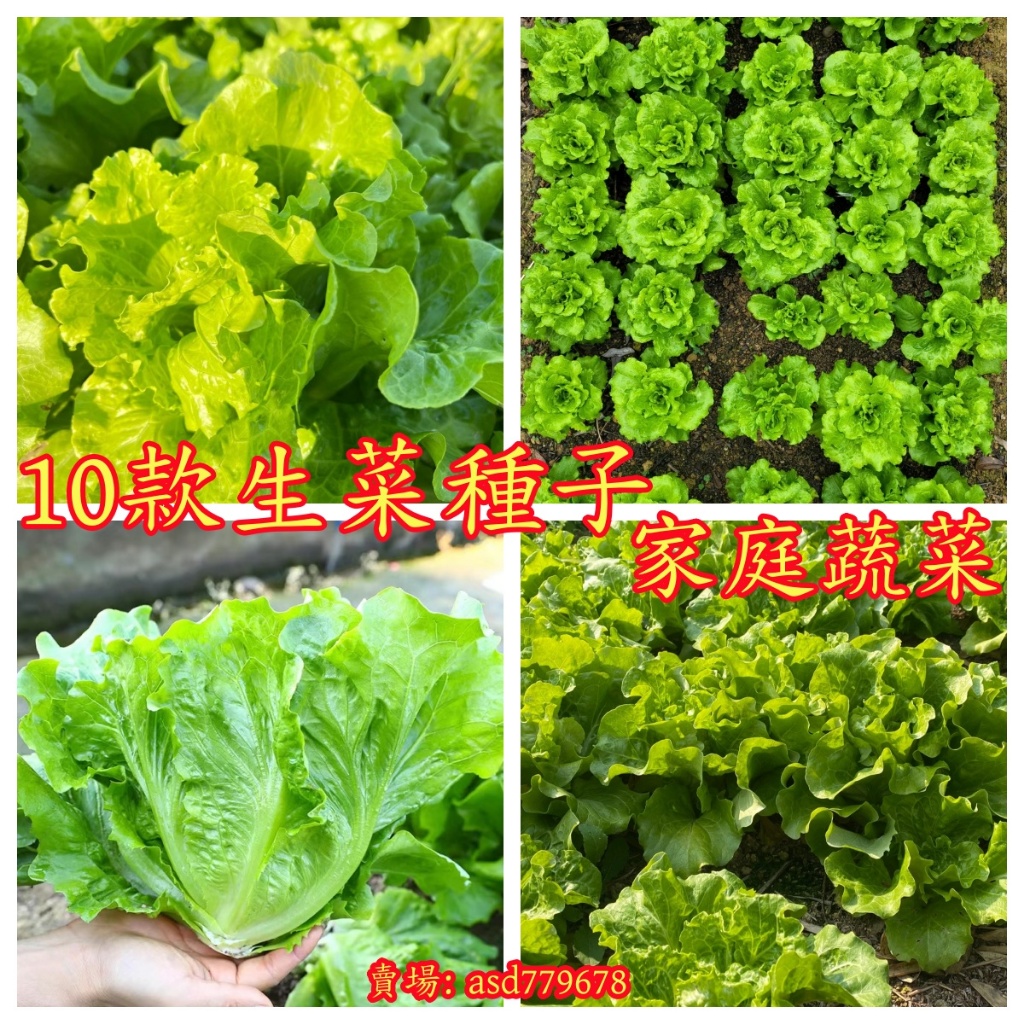 🌺【10款新款生菜種子】 意大利生菜玻璃生菜花葉苦菊結球羅馬生菜大速生菜四季奶油生菜紫葉生菜菜園陽臺蔬菜種子