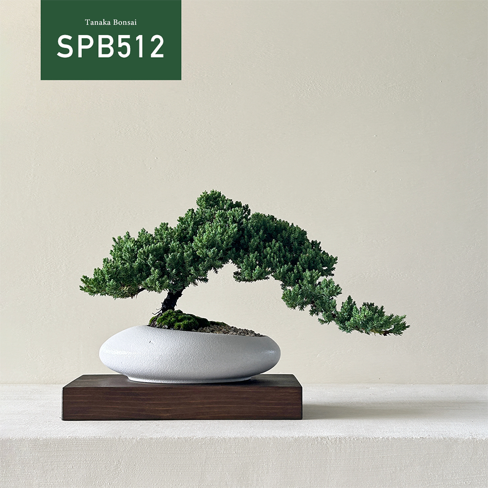 【Tanaka Bonsai】SPB512 珍珠柏盆景 (不含木墊片） ｜松柏盆栽