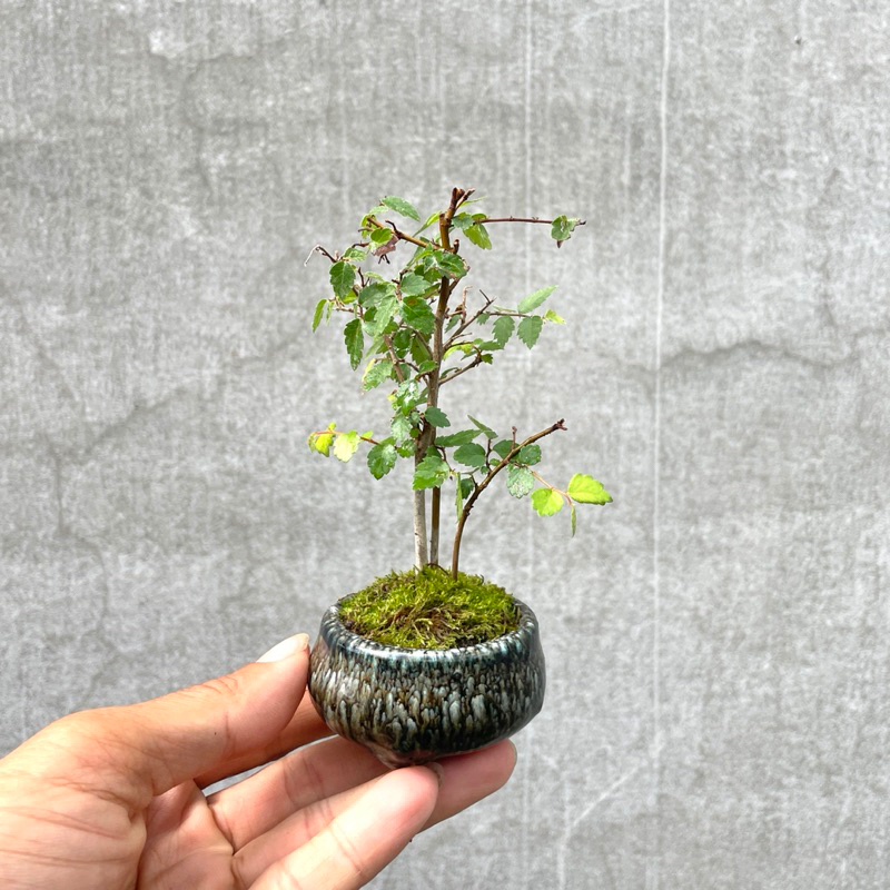 《野趣小品盆栽》迷你日本櫸樹