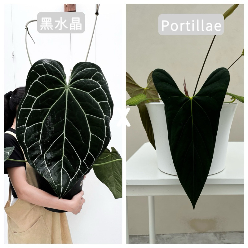 黑水晶x戰機 portillae | Anthurium｜雨林植物｜觀葉植物